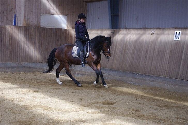 Anden særlig race Basil - Træning d. 12-04-2011 billede 13