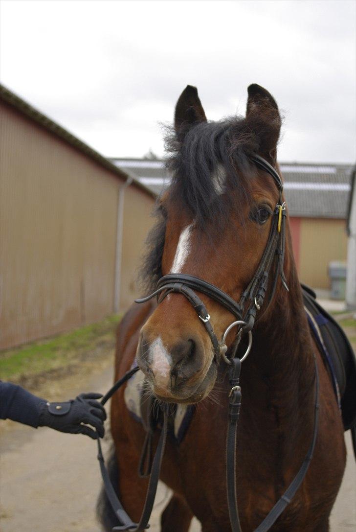 Anden særlig race Basil - Træning d. 12-04-2011 billede 14
