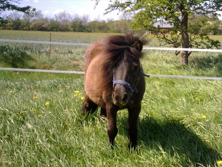 Dansk Miniature Vaseli´s Black Velvet - Smukke Velvet   *Foto: Andy* billede 11