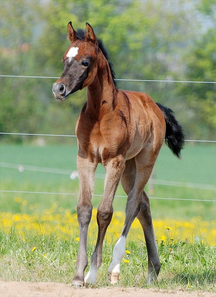 Arabisk fuldblod (OX) Isatine YA Jua (SOLGT) - D. 6 Maj 2011. Helt fantastisk hovede, hals og krop. Kan stadig ikke tro at hun er MIN :-) billede 7