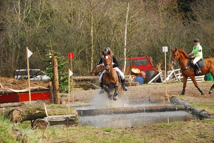 Dansk Varmblod Little Dream - military stævne i klithuse <3 billede 17