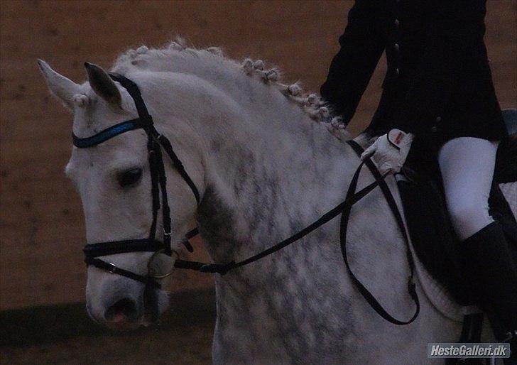 Connemara Haarh´s Mr. Spok  - Mig og min FANTASTISKE pony Spok til første stævne:O billede 6