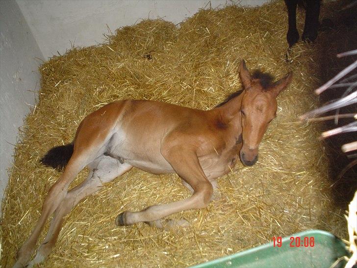 Dansk Varmblod LYNGBJERGBOS HARMONI (SOLGT) - Lyngbjergbos Harmoni billede 1