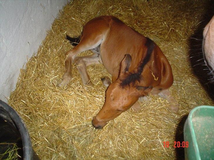 Dansk Varmblod LYNGBJERGBOS HARMONI (SOLGT) billede 2