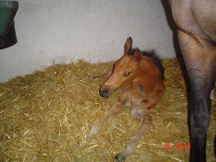 Dansk Varmblod LYNGBJERGBOS HARMONI (SOLGT) billede 3