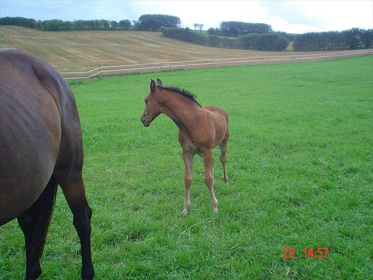 Dansk Varmblod LYNGBJERGBOS HARMONI (SOLGT) billede 4