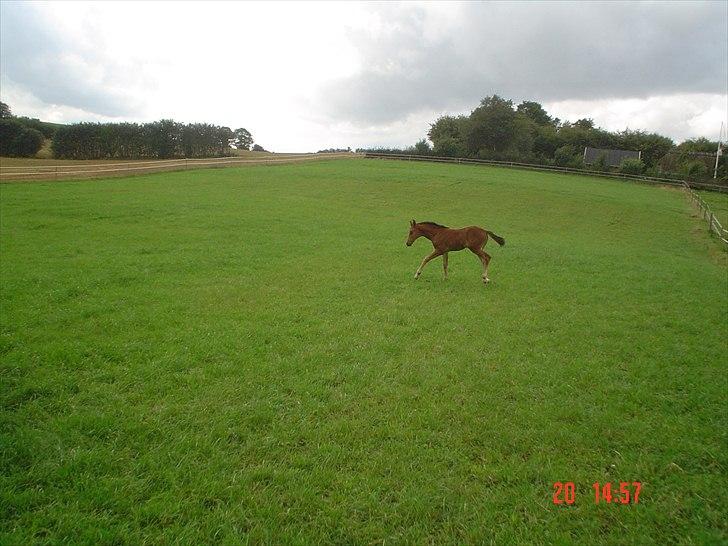 Dansk Varmblod LYNGBJERGBOS HARMONI (SOLGT) billede 5