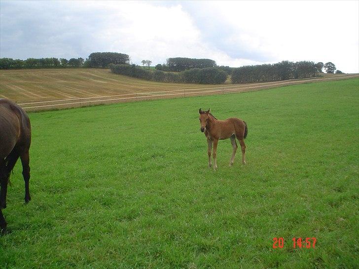 Dansk Varmblod LYNGBJERGBOS HARMONI (SOLGT) billede 6