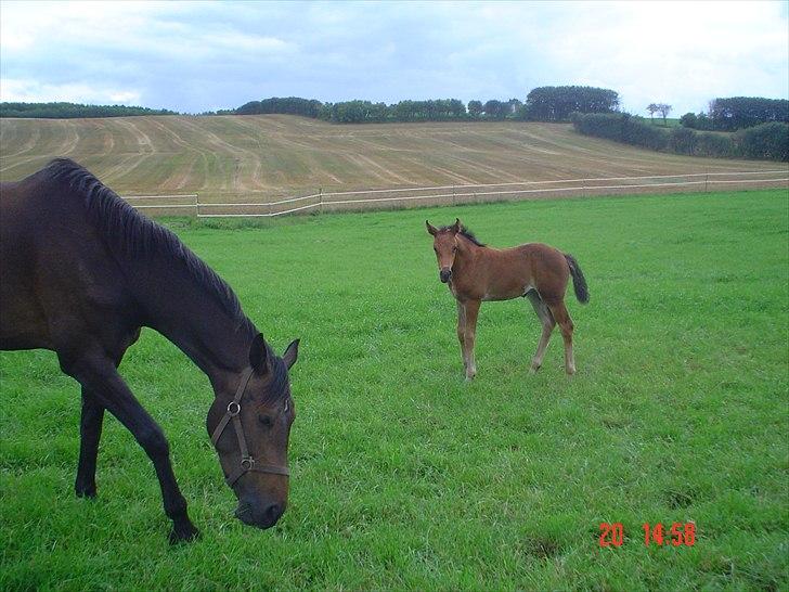 Dansk Varmblod LYNGBJERGBOS HARMONI (SOLGT) billede 7