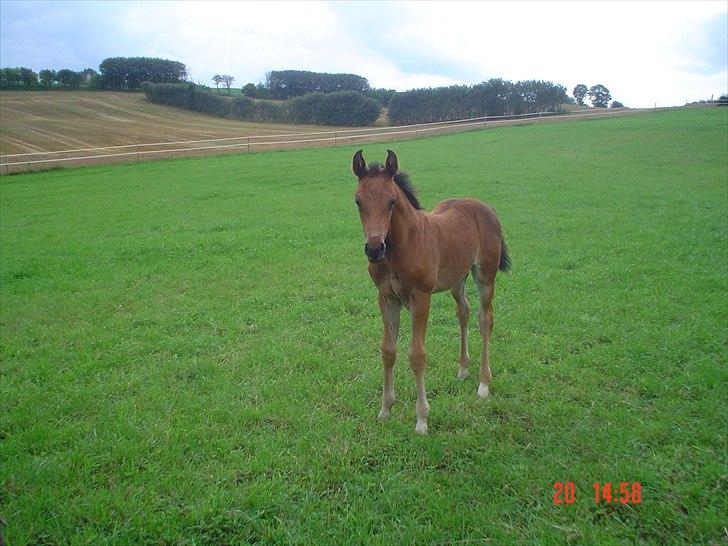 Dansk Varmblod LYNGBJERGBOS HARMONI (SOLGT) billede 8