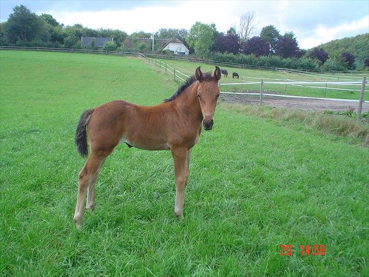 Dansk Varmblod LYNGBJERGBOS HARMONI (SOLGT) billede 9