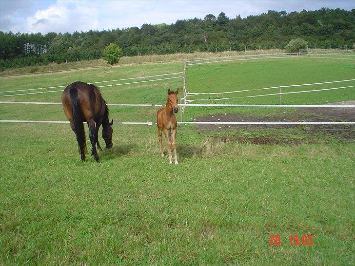 Dansk Varmblod LYNGBJERGBOS HARMONI (SOLGT) billede 10