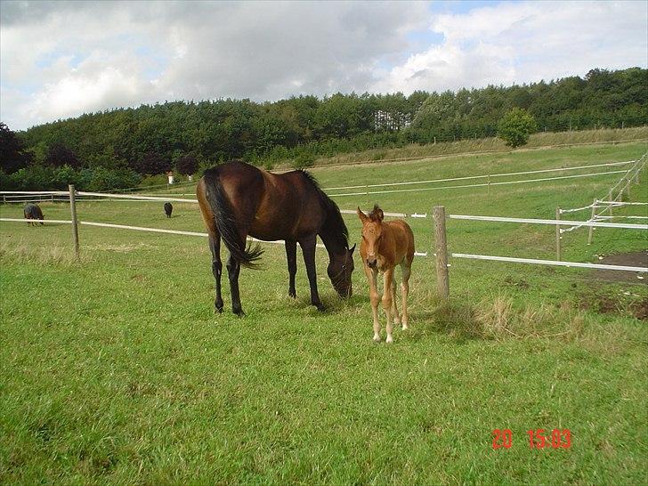 Dansk Varmblod LYNGBJERGBOS HARMONI (SOLGT) billede 11