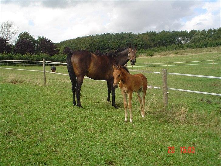 Dansk Varmblod LYNGBJERGBOS HARMONI (SOLGT) billede 12