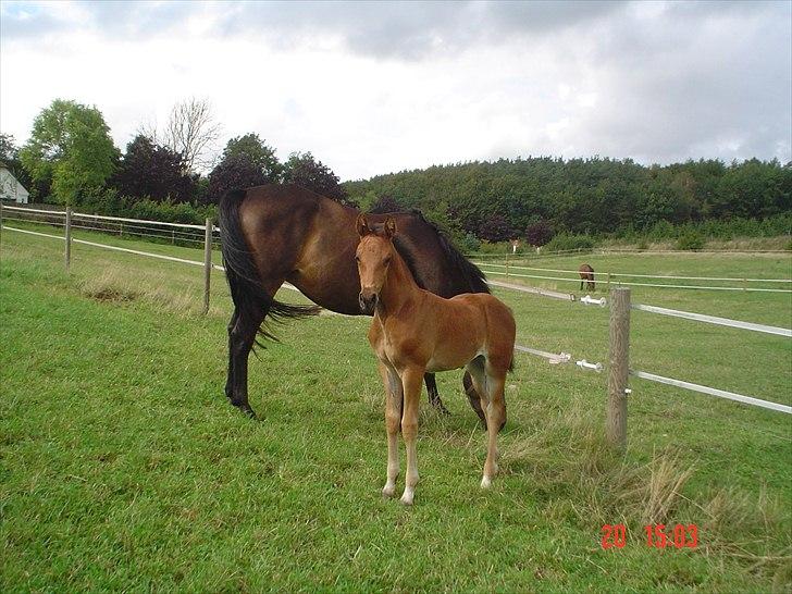 Dansk Varmblod LYNGBJERGBOS HARMONI (SOLGT) billede 13