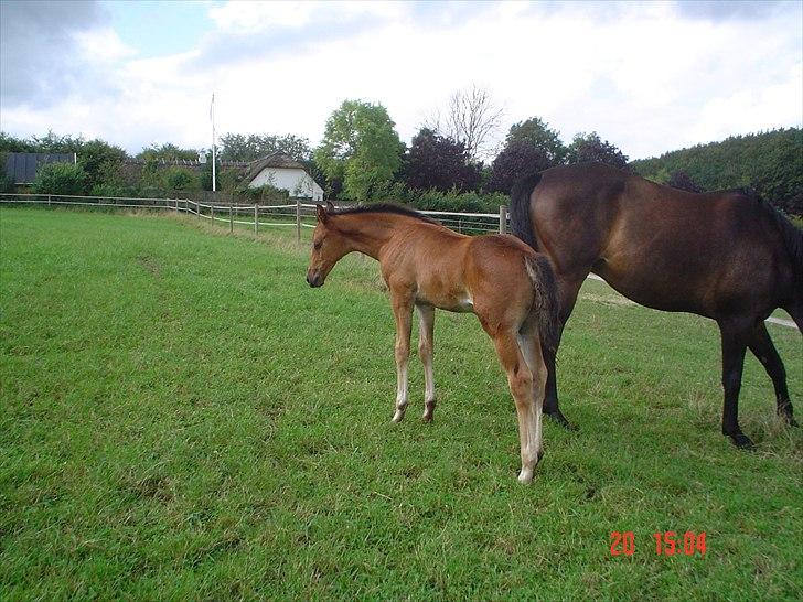 Dansk Varmblod LYNGBJERGBOS HARMONI (SOLGT) billede 14