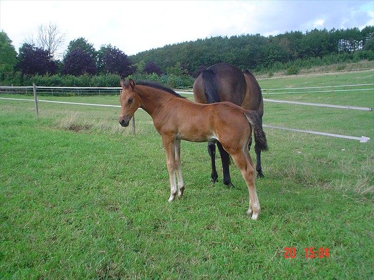 Dansk Varmblod LYNGBJERGBOS HARMONI (SOLGT) billede 15