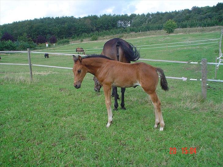 Dansk Varmblod LYNGBJERGBOS HARMONI (SOLGT) billede 16
