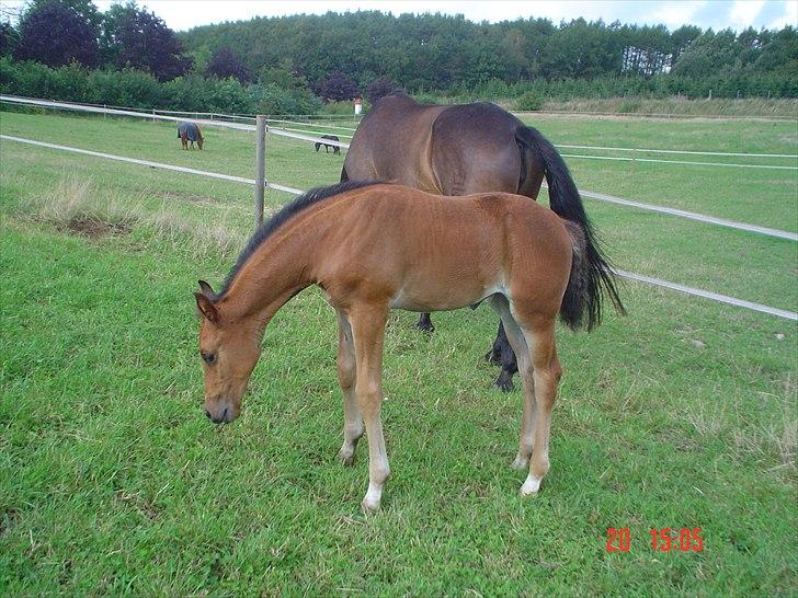 Dansk Varmblod LYNGBJERGBOS HARMONI (SOLGT) billede 17