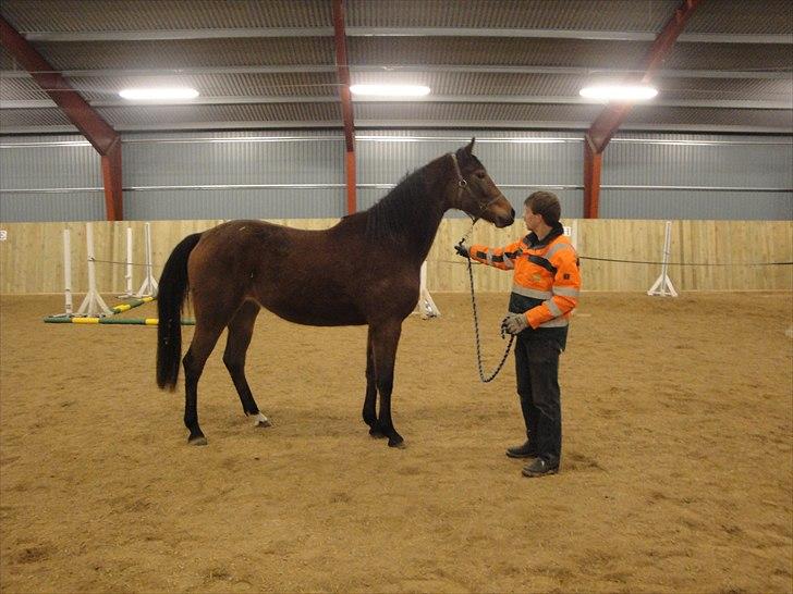 Dansk Varmblod LYNGBJERGBOS HARMONI (SOLGT) - Lyngbjergbos Harmoni 3 år 2011 billede 18