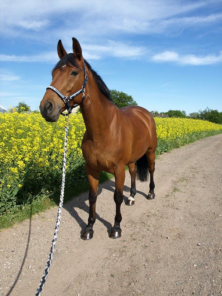 Dansk Varmblod firell billede 1