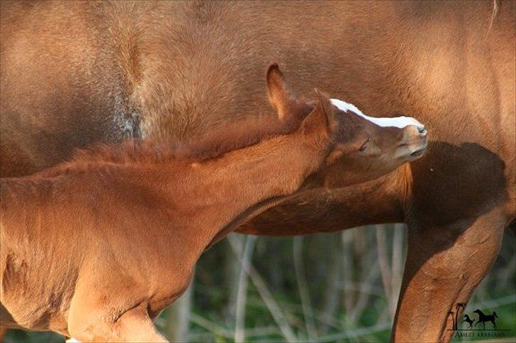 Arabisk fuldblod (OX) Raashan APN - SOLGT - † AFLIVET 2013 † billede 1