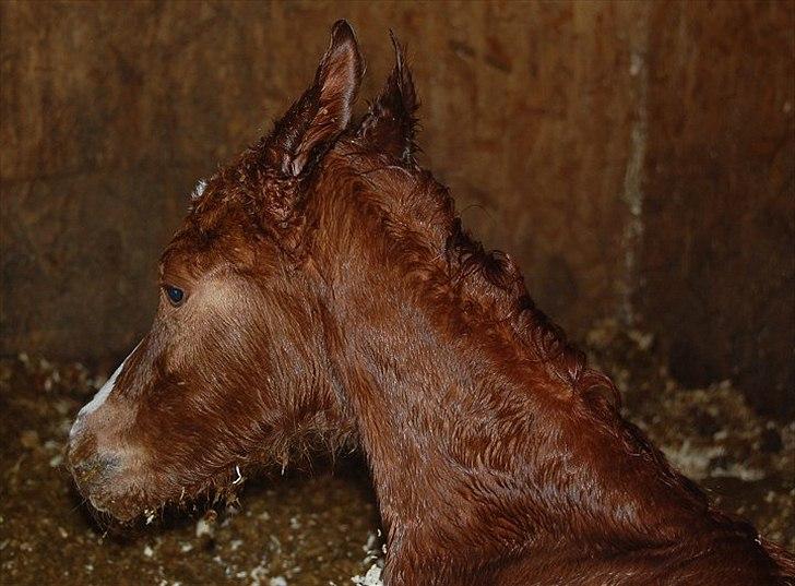 Arabisk fuldblod (OX) Raashan APN - SOLGT - † AFLIVET 2013 † billede 2