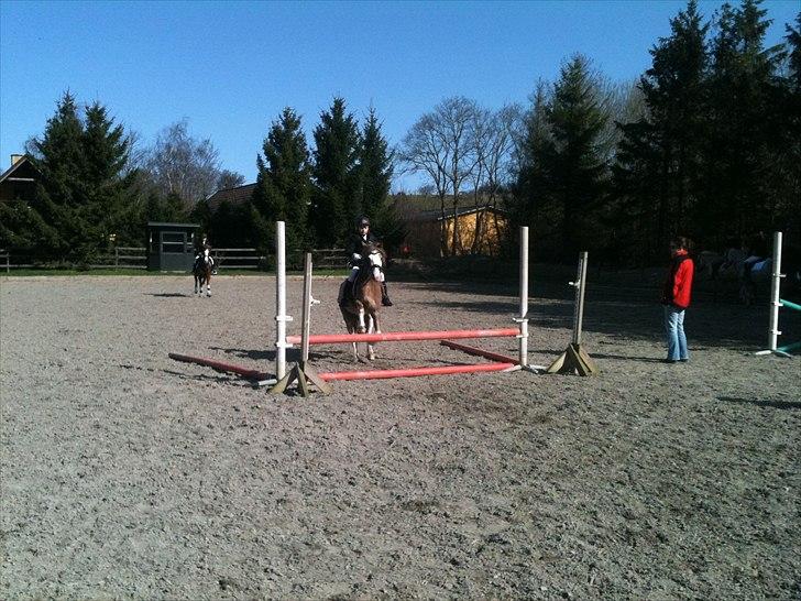 Welsh Partbred (Sec F) Finessa - min lille søster springer finessa til stævne(: billede 14