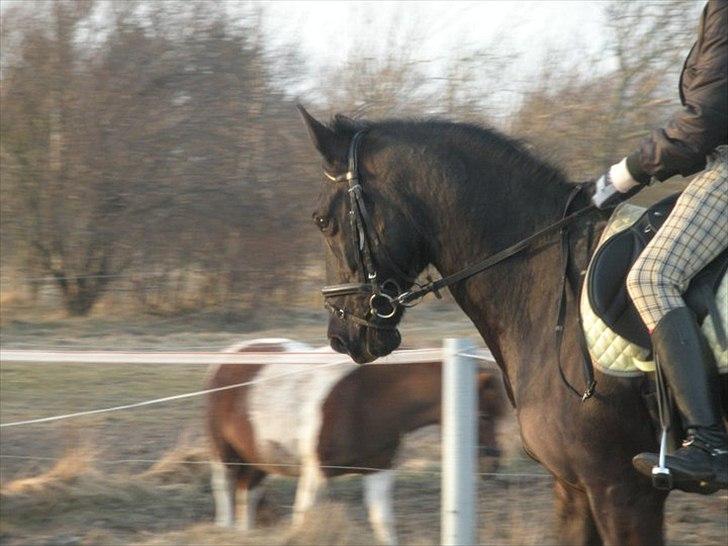 Anden særlig race Maze billede 1
