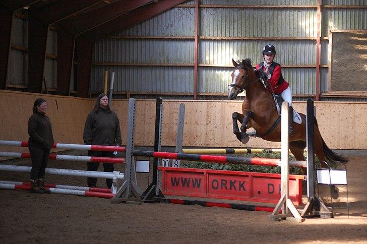 Anden særlig race Chanel - #15 chanel og mig til fastalavnsstævne billede 15