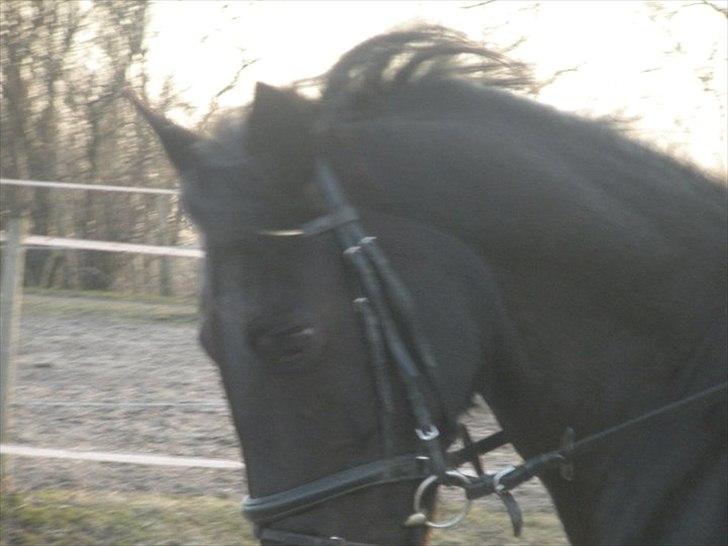 Anden særlig race Maze billede 6