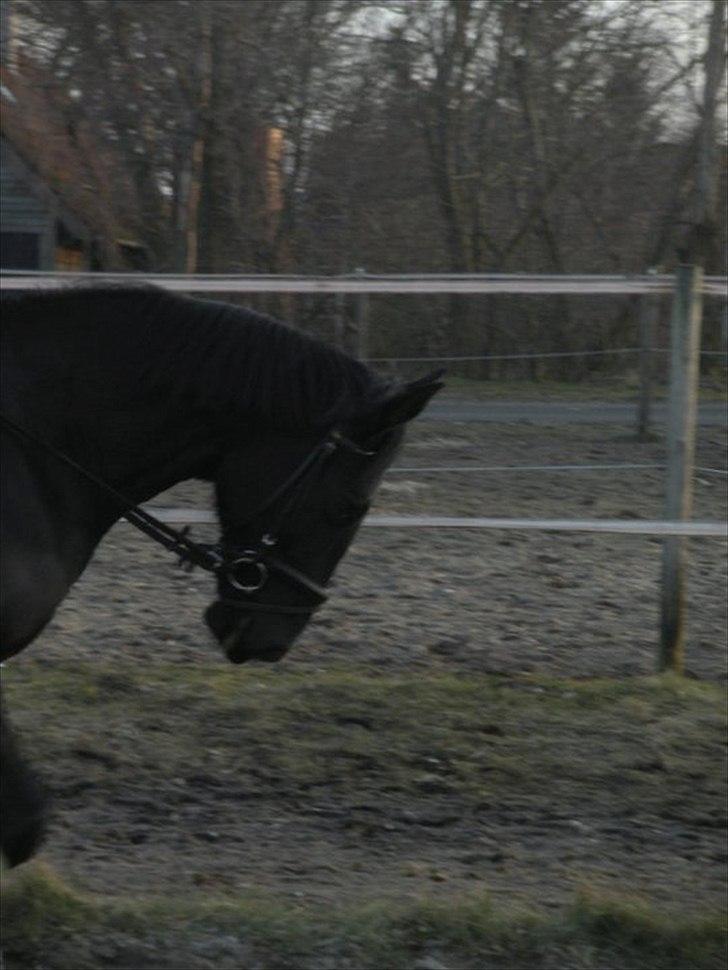 Anden særlig race Maze billede 7