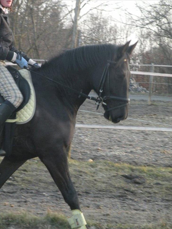 Anden særlig race Maze billede 8