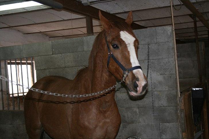 Dansk Varmblod Hugo E billede 2