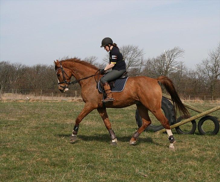 Dansk Varmblod Hugo E billede 3