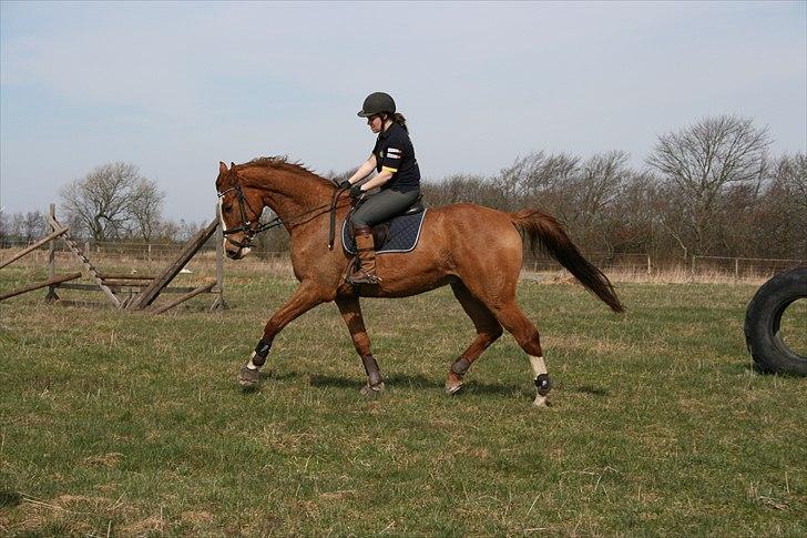 Dansk Varmblod Hugo E billede 4