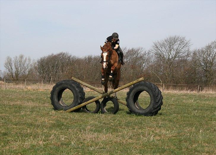 Dansk Varmblod Hugo E billede 5