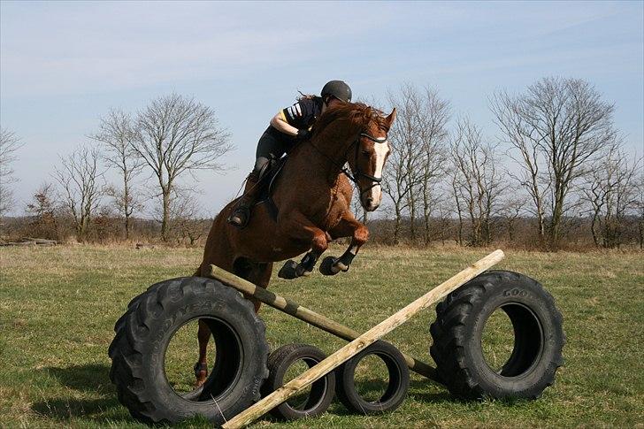 Dansk Varmblod Hugo E billede 6
