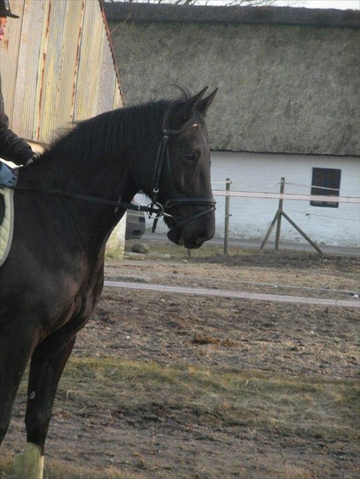 Anden særlig race Maze billede 14