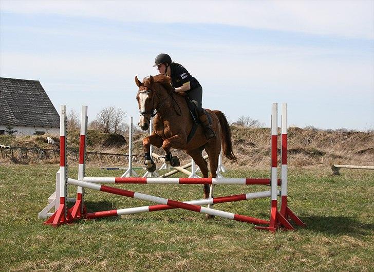 Dansk Varmblod Hugo E billede 7