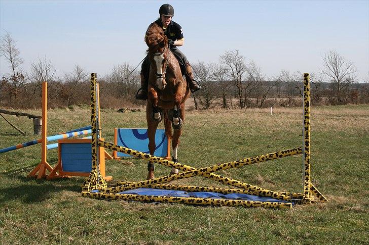 Dansk Varmblod Hugo E billede 8