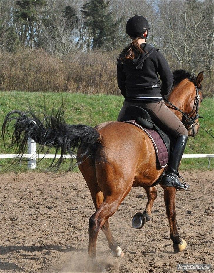 Arabisk fuldblod (OX) A/G´S Perfect Boye OX - i en lækker galop til undervisning. billede 5