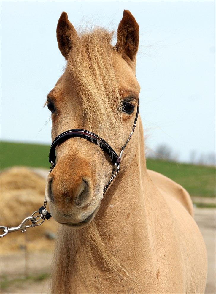 Dansk Miniature Olympias Darling Delaila - d. 11 april billede 7