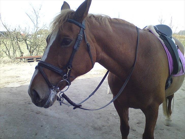 Frederiksborg Kandis  - Kandis efter ridetur, d. 10/4-11 billede 5