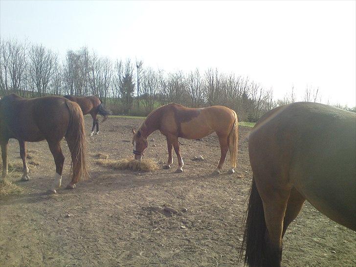 Frederiksborg Kandis  - Kandis på fold efter ridetur, d. 10/4-11 billede 9