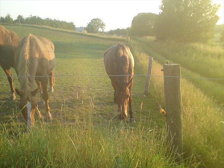Frederiksborg Kandis  - Kandis + Lopez, sommeren Juli 2009 billede 10