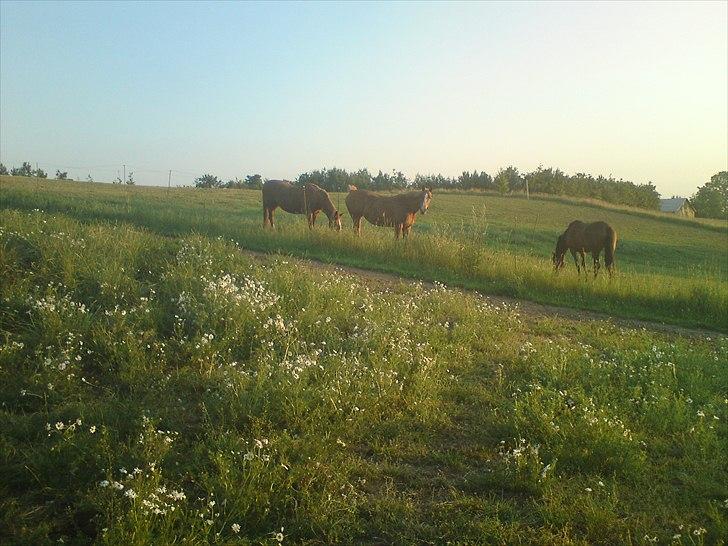 Frederiksborg Kandis  - Kandis + familien, sommeren Juli 2009 billede 11