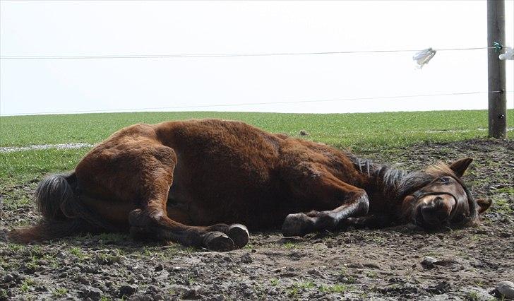 Anden særlig race Wupti - 1 år gammel. billede 6