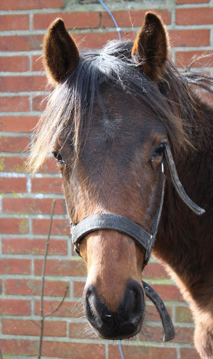 Anden særlig race Wupti - 9-10 måneder gammel. billede 7