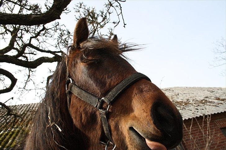 Anden særlig race Wupti - 1 år gammel. billede 8